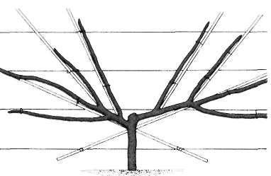 Plant fan-trained trees 15 ft apart and 6 in from the wall or fence. Plant bush trees 15-20 ft apart.