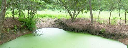 Stormwater Ponds Advantages Manages stormwater quantity traditional everybody s doing it good at removing sediment and solids Disadvantages relatively land intensive safety issues poor removal of