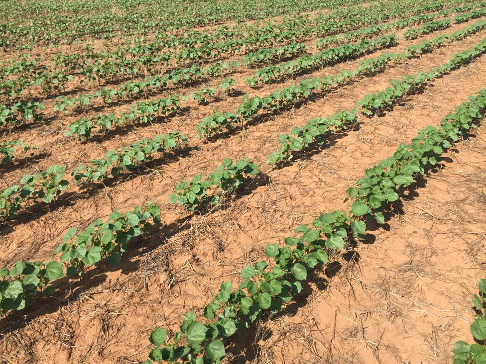 Crop Update Extreme heat with dry and windy conditions have caused 2018 cotton season to be a challenge in most of the state.