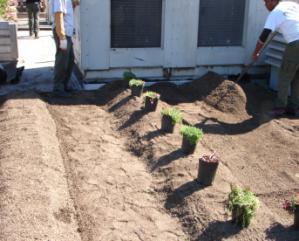 October 2009, a 400 square foot Multi Depth Mineral Soil system with Sedum plants and Sedum cutting was installed.