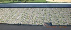 2008 Green Roof Systems In the spring and early summer of 2008, Five Borough Technical Services installed 6 variations of extensive green roof system designs and four atypical systems.