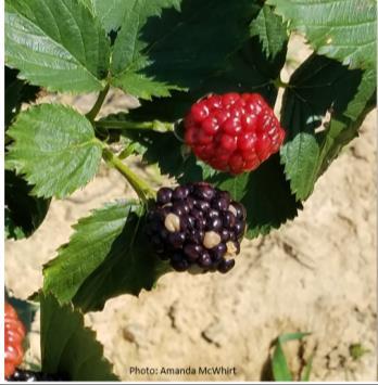Ways to prevent: Harvest before 10am, while berries are still cool from the night before Shade berries in the field as they are being