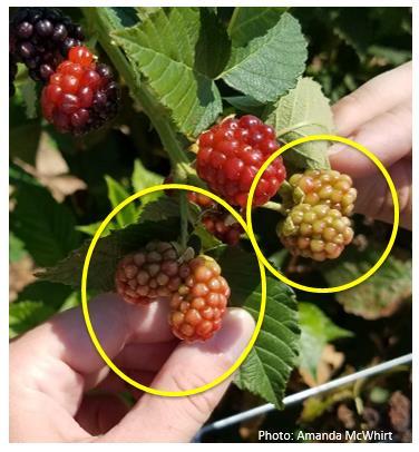 Double Berry Primocane fruiting varieties Flower in the