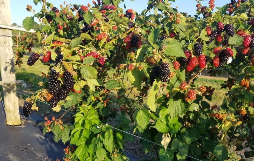 By weight berries are 85-95% water. Irrigation Blackberry Water Needs Bramble plants need about 1 to 2 inches rainfall per week This amount is especially critical during fruit formation and harvest.