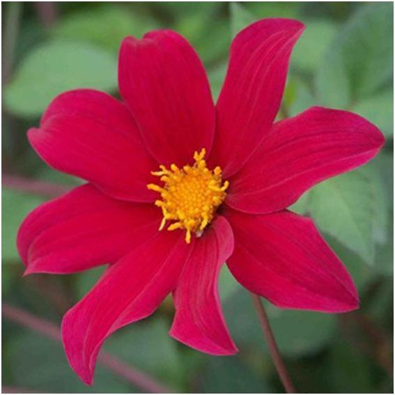 D. Coccinea (Great Dixter) Catalogue No: 3879 Colour: Red Short Probably tall but airy A beautiful and long-flowering species dahlia, which is