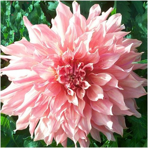 This is famous as the blackest dahlia you can grow (Decorative group) and it's true in bud, its petals