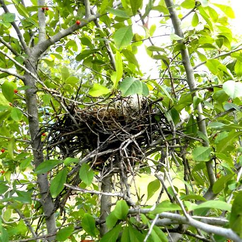 Keep an eye out for any! Stop #3: This nest is in a tree between the SEEP and the path about eye-level. (Continue down the path, toward the wooden bridge.) TEKS Science: 112.15 (b)(10)(b).