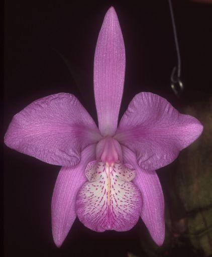 "#$%&'()*"'+&' Orchid Facts Laelia (L.) is a genus of mostly epiphytic and, sometimes, lithophytic orchids found mostly in subtropical or temperate Central America, mostly Mexico.