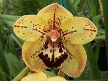 Orchid Greenhouse Tour Santa Clara Valley Orchid Society "#$%&'#()*&+,-.