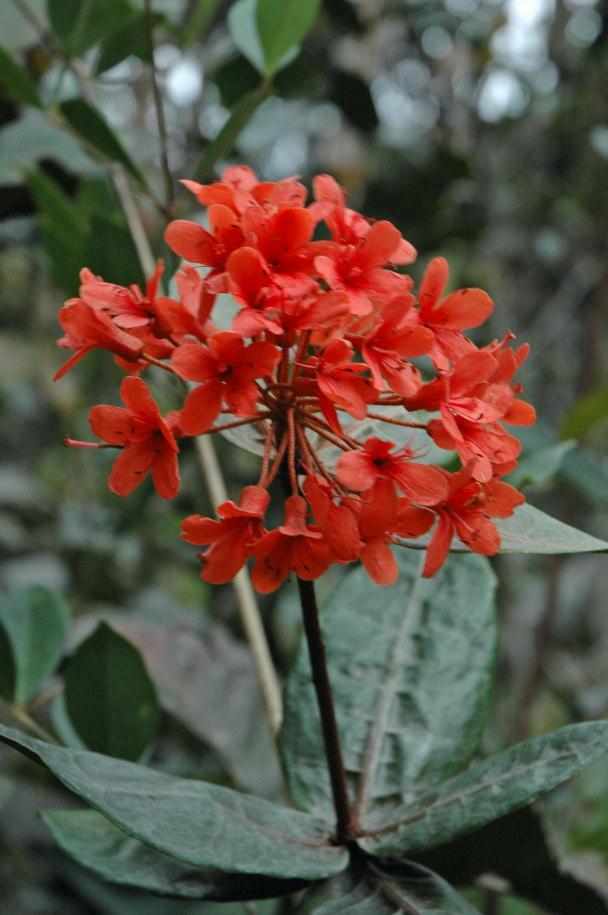Volume 20, Issue 7 The Rhodovine Page 3 Vireya Enthusiasts Are you ready for a trip to Borneo Dear vireya (and broad-minded temperate rhodo) enthusiasts: As many of you know, I was in Borneo last May