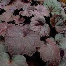 called coral bells.
