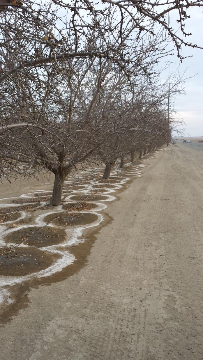 Almond Salinity Management Spend some time to improve distribution uniformity in orchard Be careful with too salty of