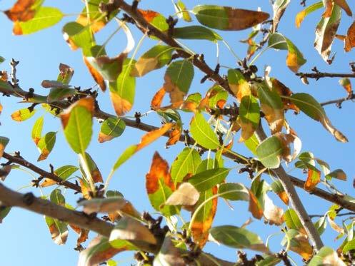 Almond Salinity Issues: Plant Effects