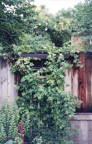 Vines can grow directly on masonry walls, but grow them on a trellis