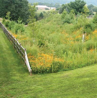 Stormwater basins are often vegetated with mowed lawn or meadow grasses. RR.