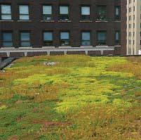 A green roof can either be installed as a fi xed structure or as a series of removable modules.