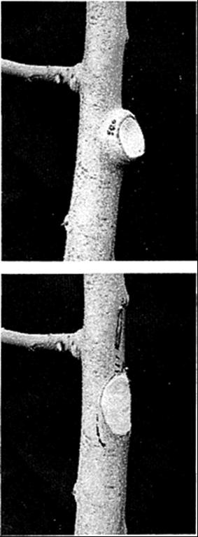 Figure 12. Proper cut for removing a limb (left). The cut is just outside of the collar without any of the collar removed.