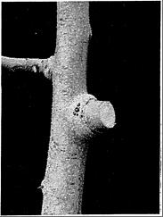 This type of cut is also improper and leaves the tree open to infection from disease or insects. greatly harms the tree (Fig. 12).