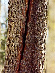 B. Sunburn Wood which develops in the shade is very susceptible to sunburn damage when it is suddenly exposed to higher light levels.