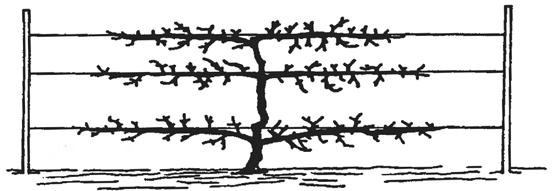 Branches that cross or rub against others H. Limbs that compete with the tree's central leader Reasons to Prune A.