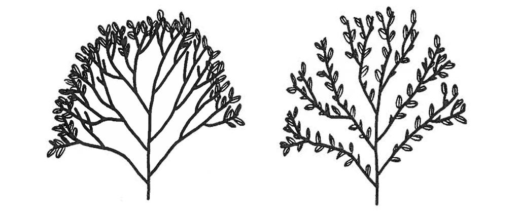 When the terminal bud is removed, the lateral buds are then forced to grow (Fig. 4).