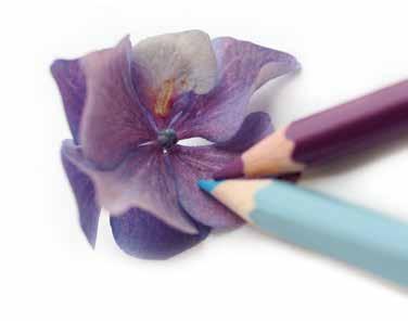 CREATIVE Large Blooms in Coloured Pencil with Ann Swan Two-day workshop: Tuesday 30 June and Wednesday 1 July 10.15am to 4.