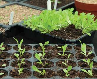 30am to 4pm Learn how to save a fortune on plants by growing your own from seeds and cuttings.