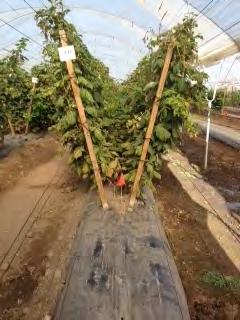 Trellis System: V ADVANTAGES Good light penetration Increased vigor and yield More lateral growth in/outward