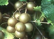 grape Vitis