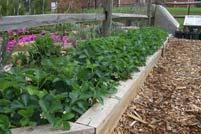 Matted row (bed) Processing or backyard Yield & quality decline each year