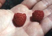 Members of the genus Rubus; ; blackberries,