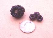 berries Blackberries best for GA; all