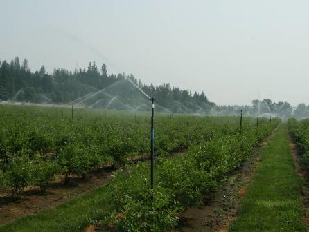 Blueberry Irrigation Most commercial