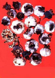 Mummy Berry Disease Monilinia vaccinii-corymbosi Blueberry Berries shrivel and turn pinkish Fall to ground and