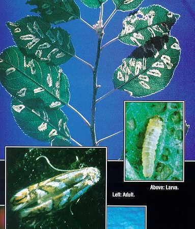 Blueberry Insects Leaf Miners Adult deposits eggs