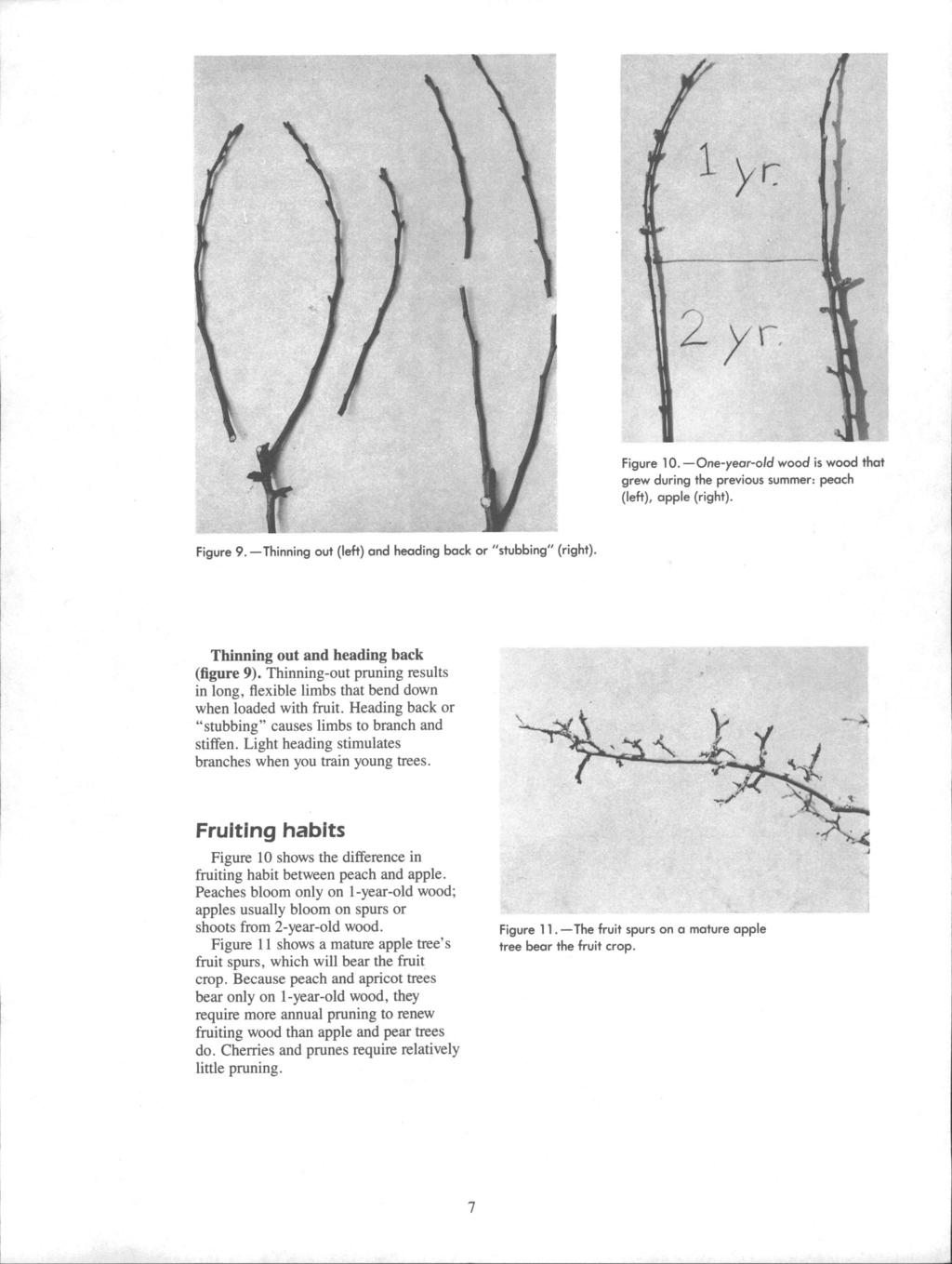 Figure 10.One-year-old wood is wood that grew during the previous summer: peach (left), apple (right). Figure 9.Thinning out (left) and heading back or "stubbing" (right).