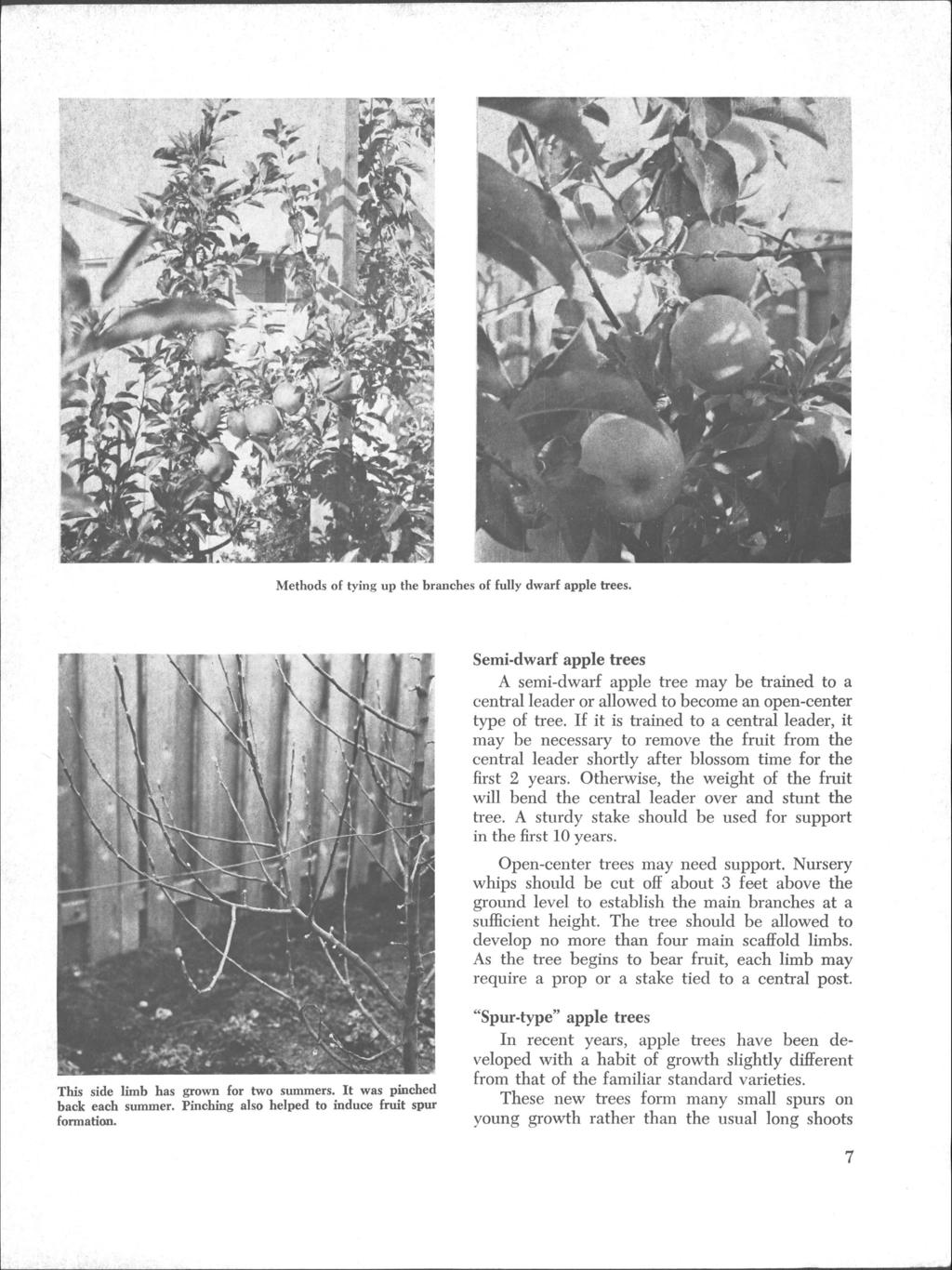 Methods of tying up the branches of fully dwarf apple trees. Semi-dwarf apple trees A semi-dwarf apple tree may be trained to a central leader or allowed to become an open-center type of tree.