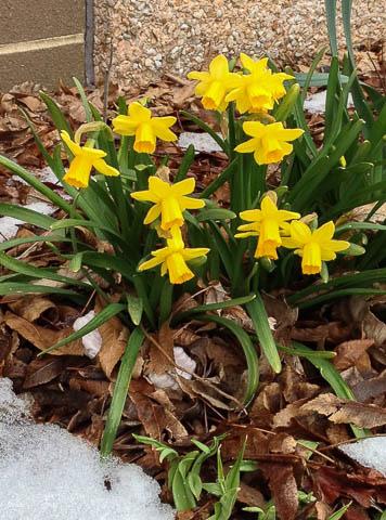 Plant of the Week By: Ginny Rosenkranz Despite the long cold winter, there are still signs of spring in the landscape.