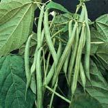 Bush Beans Bush beans are upright plants that do not need support More concentrated period of flowering and pod set Well suited for canning and freezing Bush bean seed should be sown in single or