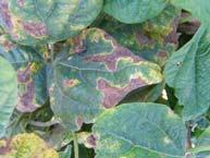 Bean Diseases Common blight-bacterial disease of green beans Causes large brown blotches that are surrounded by a bright yellow halo on leaves