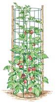 has passed and soil has warmed Tomatoes can be transplanted so that some of the stem is placed below the soil line Space determinant