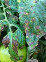 Tomato Disease Early blight is one of the most common occurring disease in Minnesota Causes leaf spot and when severe