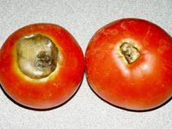 disorder, not a disease Appears as blackened, leathery spots on the fruit bottoms Caused by calcium deficiency, usually
