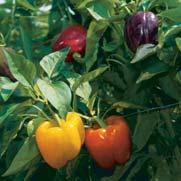 Because they produce so well, they are disease resistant Brandywine, an Amish heirloom since 1885, is legendary for its rich flavor Peppers Peppers, eggplants and tomatoes are all heat-loving