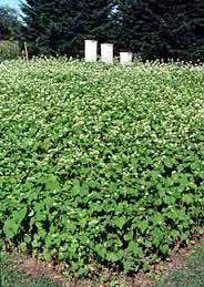 Growing Cover Crops Cover crops are sown thickly to form a living mulch Keep weeds in check Mow the plants down prior to flower to prevent them from selfseeding and becoming weeds themselves Turned