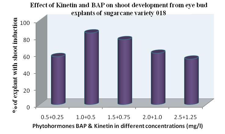 with BAP (4.0 mg/l) and IBA (0.5 mg/l). In these combinations the percentage of explants produced shoots was 82%.