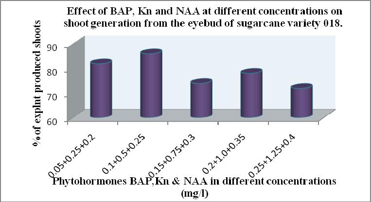 Fig.11 Effect of BAP, Kinetin & NAA at different concentration on multiple shoot generation from eye bud explants. Medium containing BAP (0.1mg/l), Kinetin (0.5mg/l) and NAA (0.
