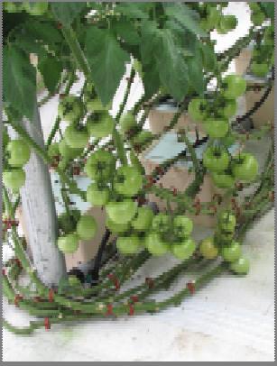clusters to 3 4 fruit (large fruited cults) or 4 5 fruit