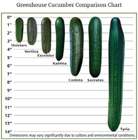 What type of cucumber to choose Market interest Type of tunnel Production cycle Rotation of the tunnel into another crop Source: http://www.johnnyseeds.