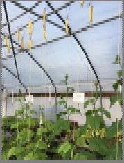 Umbrella trellising Works well in lower structures Less labor Early in the cycle only pruning Later in the cycle only harvesting Shorter production cycles Greater establishment costs for multiple